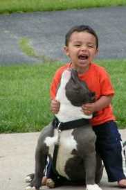 pitbull with kid
