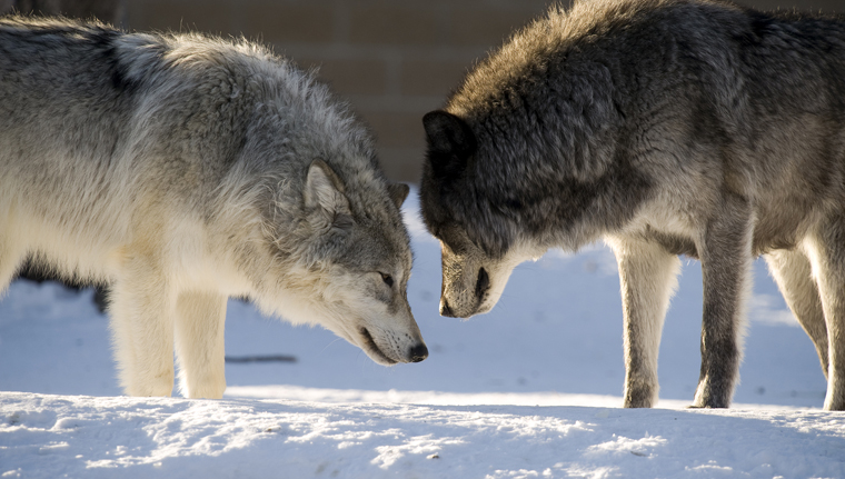 two-wolves-facing-off